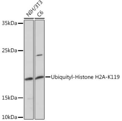 Western Blot: HIST1H2AB [ubiquitylated Lys119] AntibodyAzide and BSA Free [NBP3-15563]